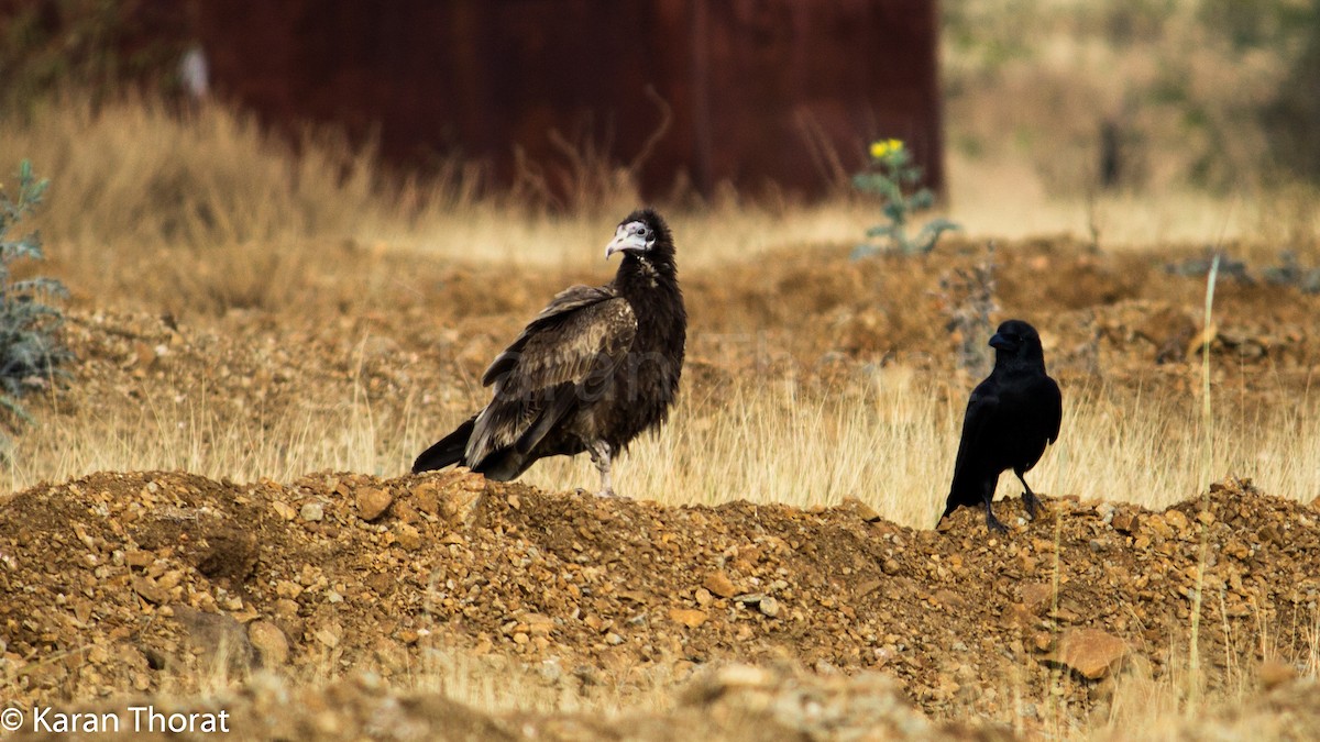 Egyptian Vulture - Karan  Thorat