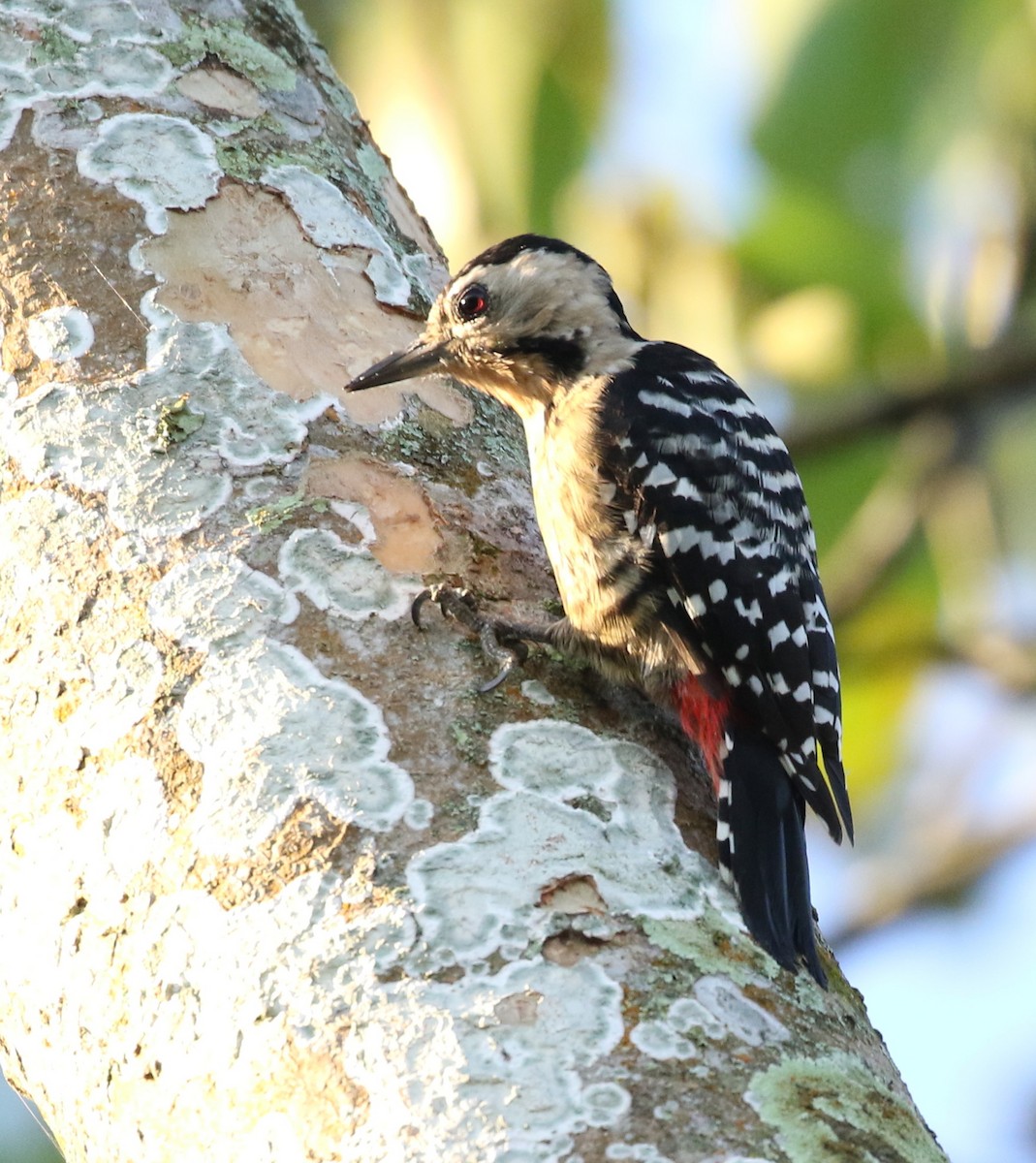Fulvous-breasted Woodpecker - Vijaya Lakshmi