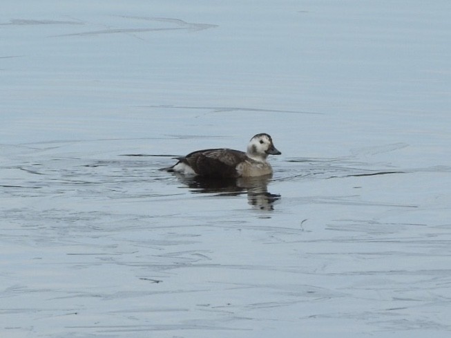 Long-tailed Duck - ML78904631