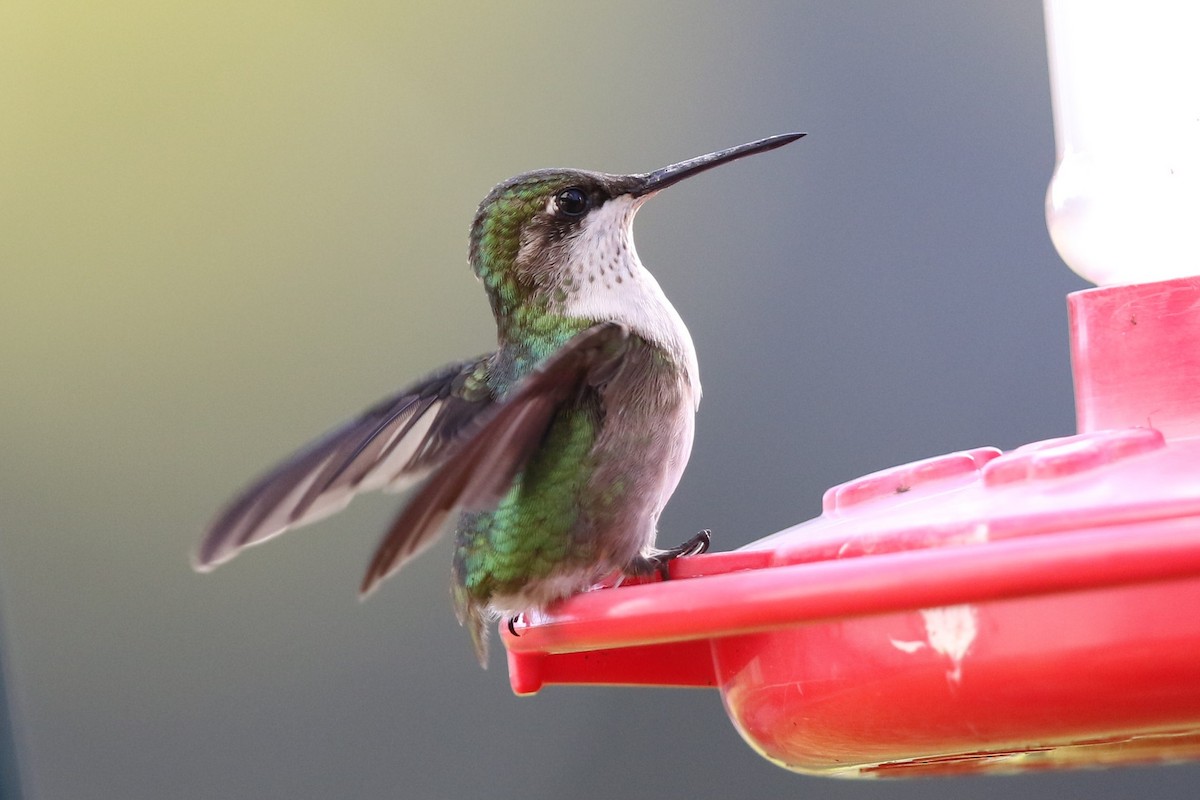 Ruby-throated Hummingbird - Bob Friedrichs
