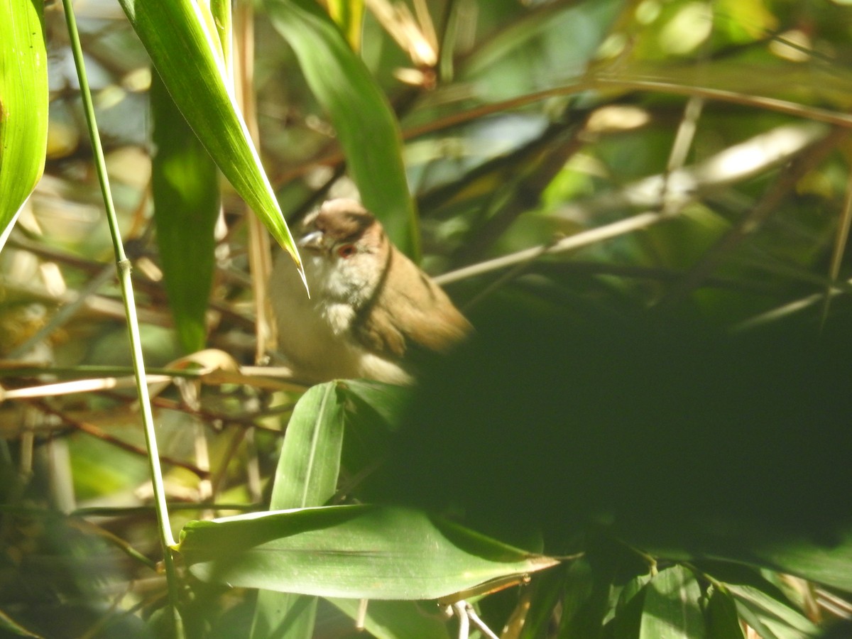 Yellow-eyed Babbler - Raja Bandi