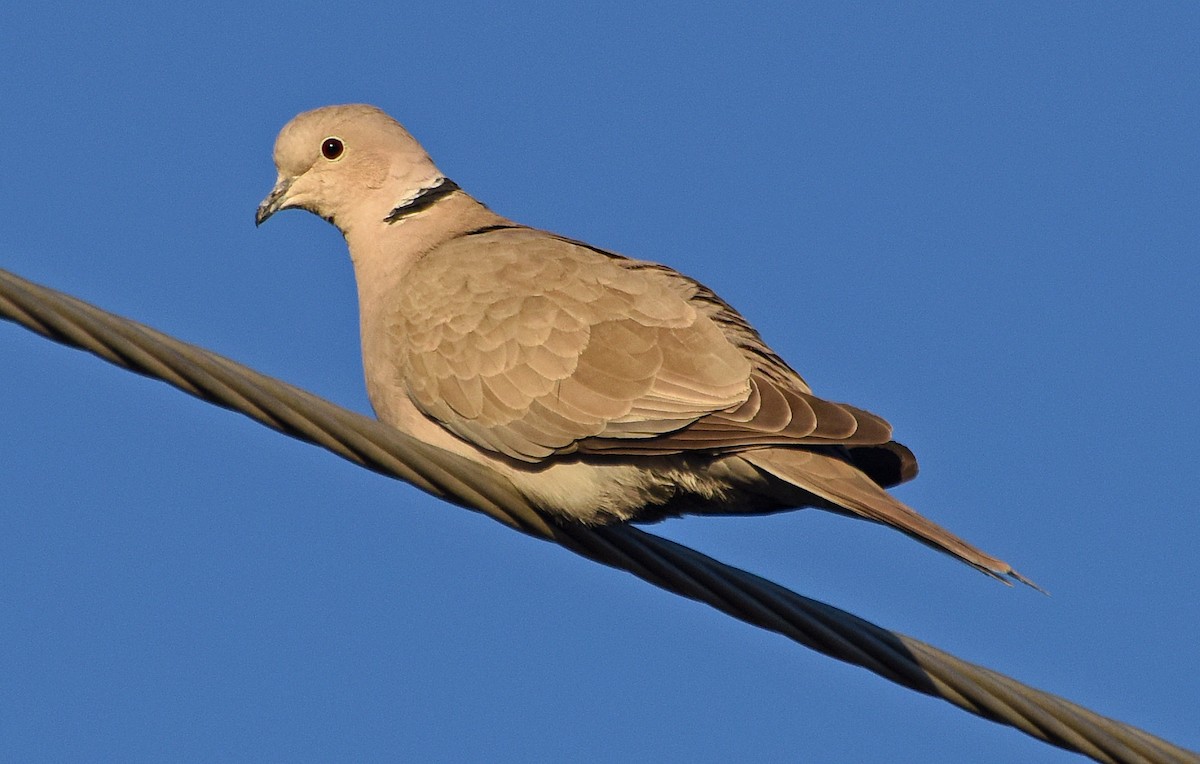 Eurasian Collared-Dove - ML78909621