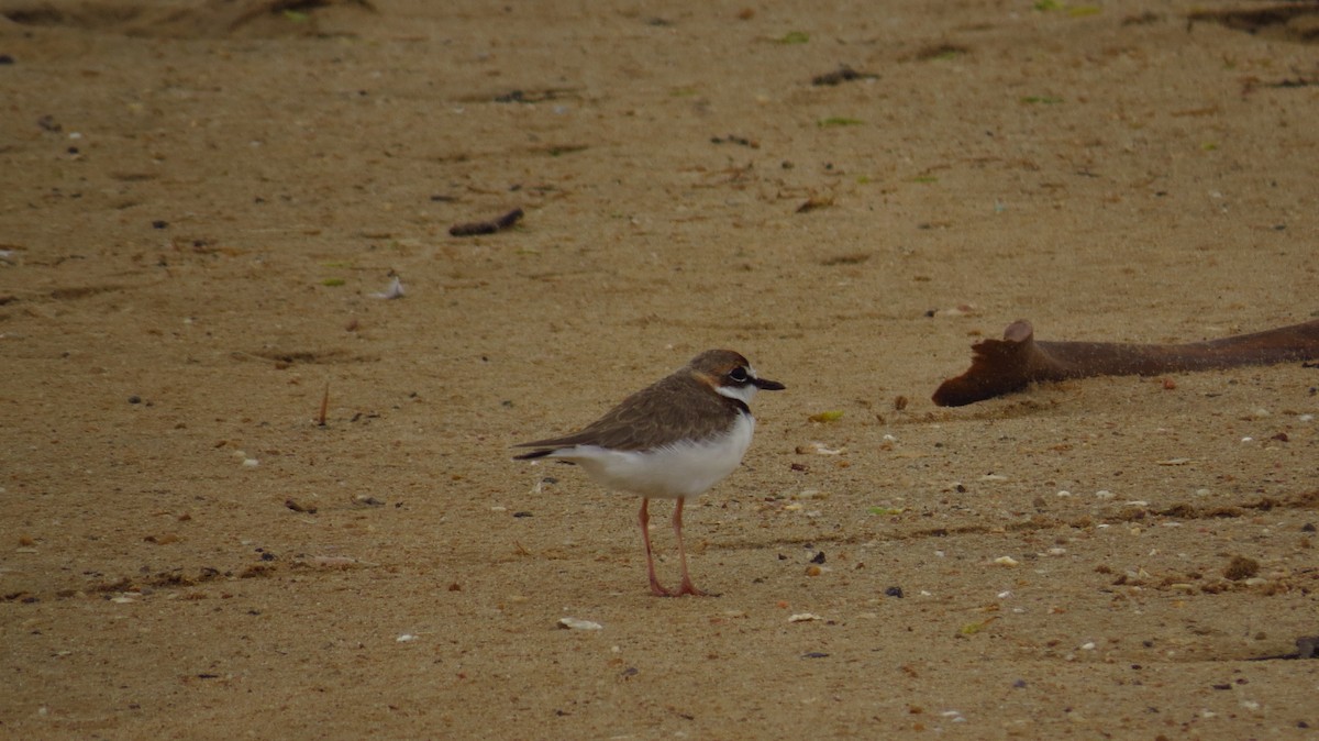 Collared Plover - ML78909641