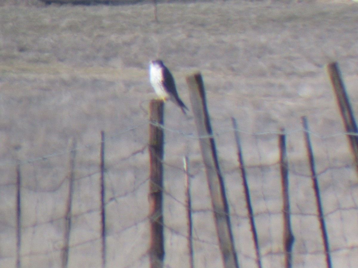 Prairie Falcon - Nathan Parmeter