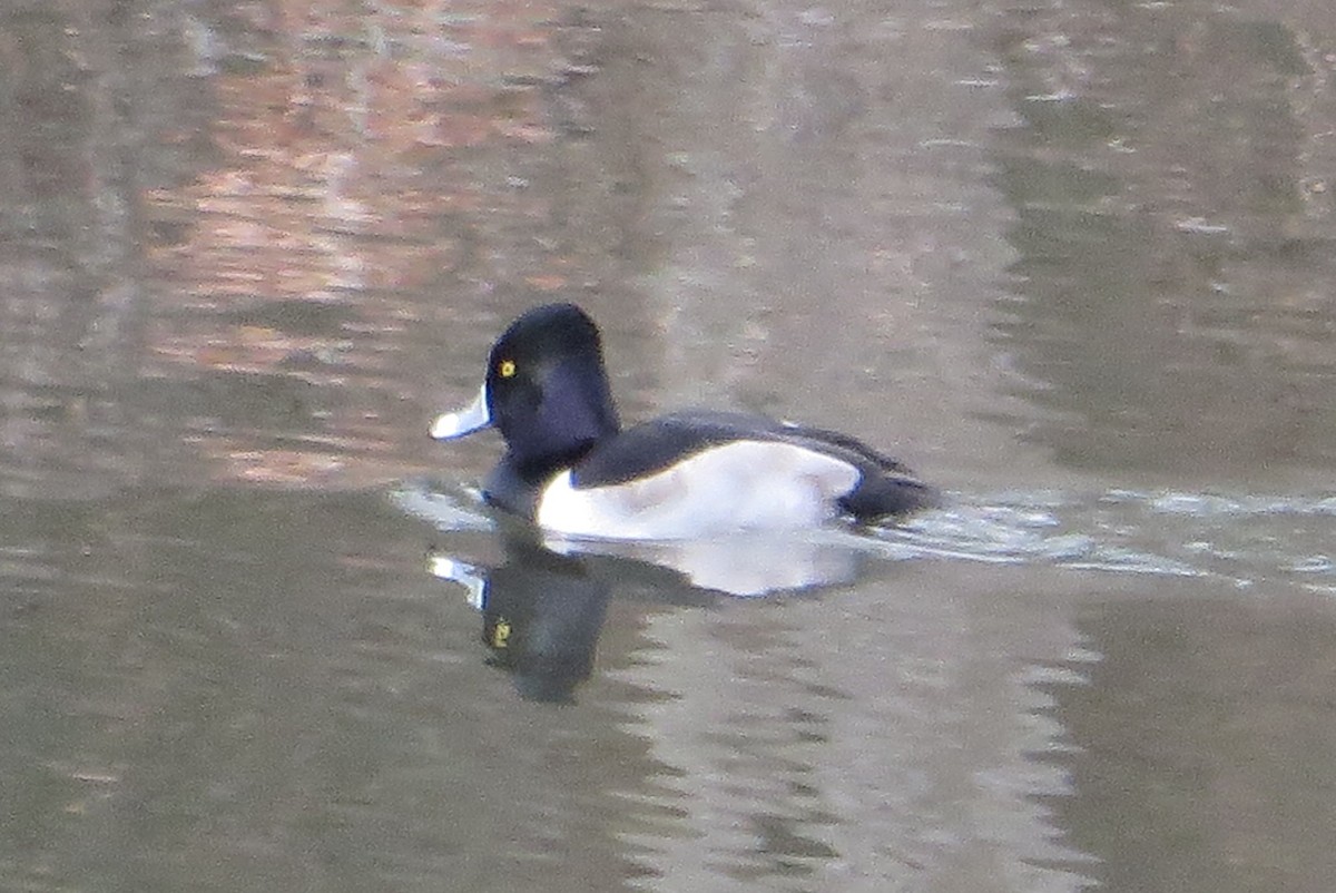 Ring-necked Duck - ML78915271