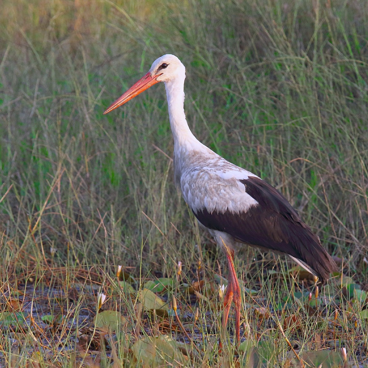 White Stork - Roshan  Kamath