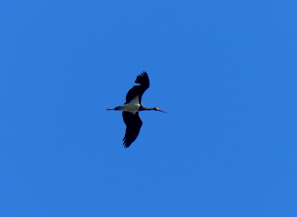 Black Stork - Juan Ramírez