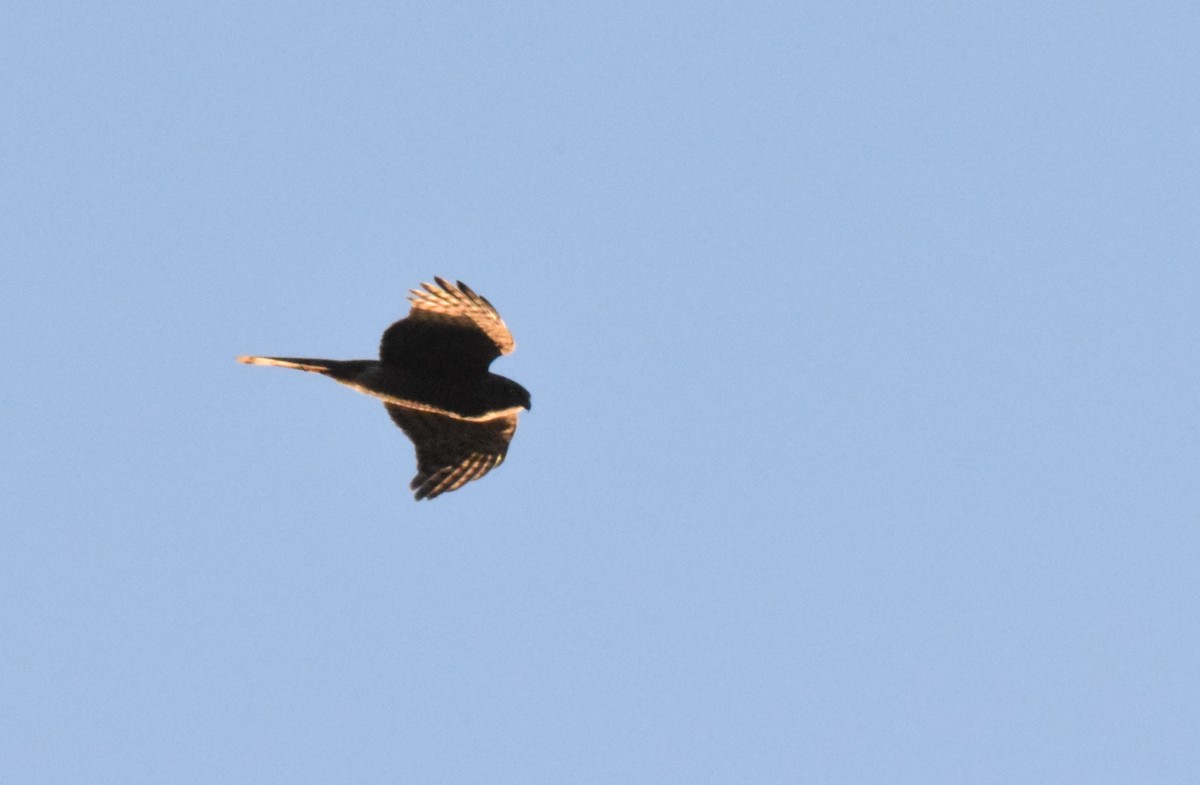 Eurasian Sparrowhawk - ML78916641
