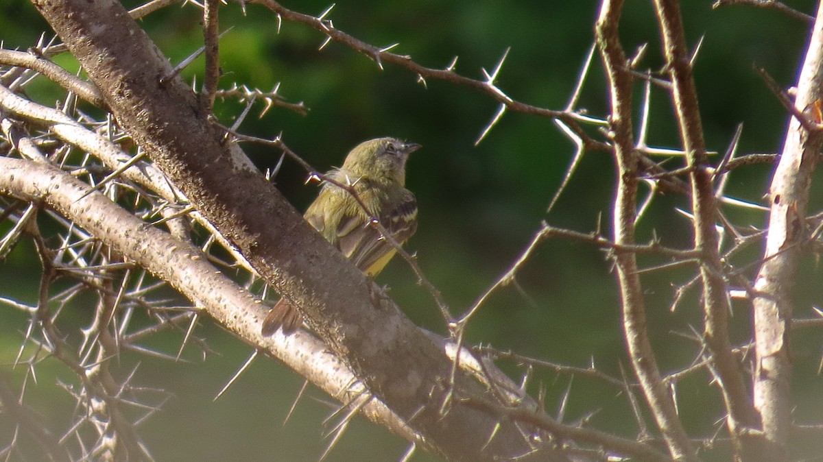 Pale-tipped Tyrannulet - ML78917021