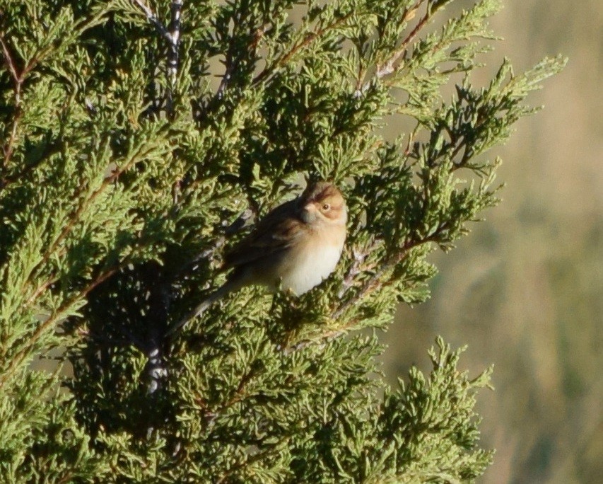 Clay-colored Sparrow - Gregory Bryan