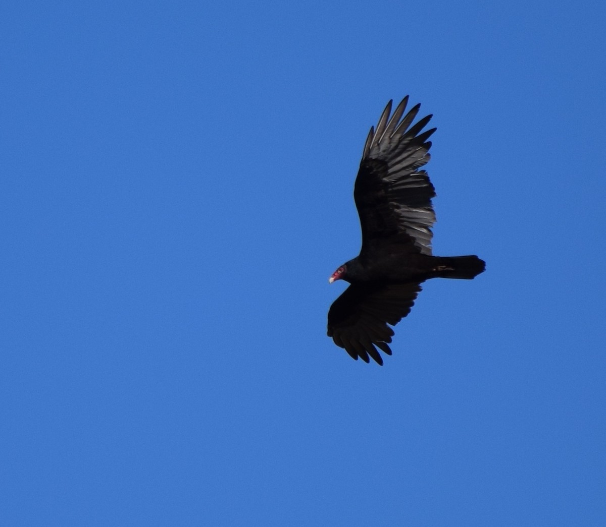 Turkey Vulture - Gregory Bryan