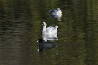 Snow Goose, ML78919511
