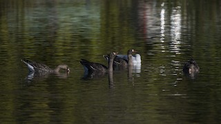 Greater White-fronted Goose, ML78919541