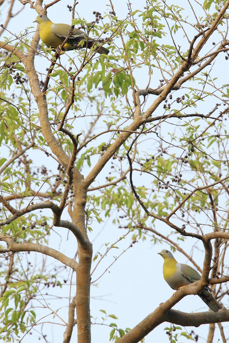 Yellow-footed Green-Pigeon - Martjan Lammertink