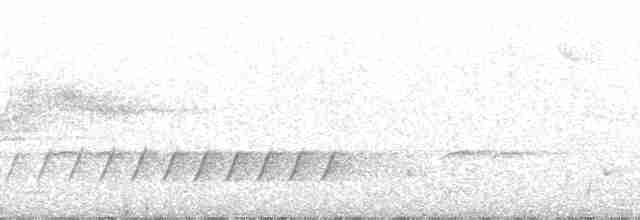 White-eared Honeyeater - ML78920
