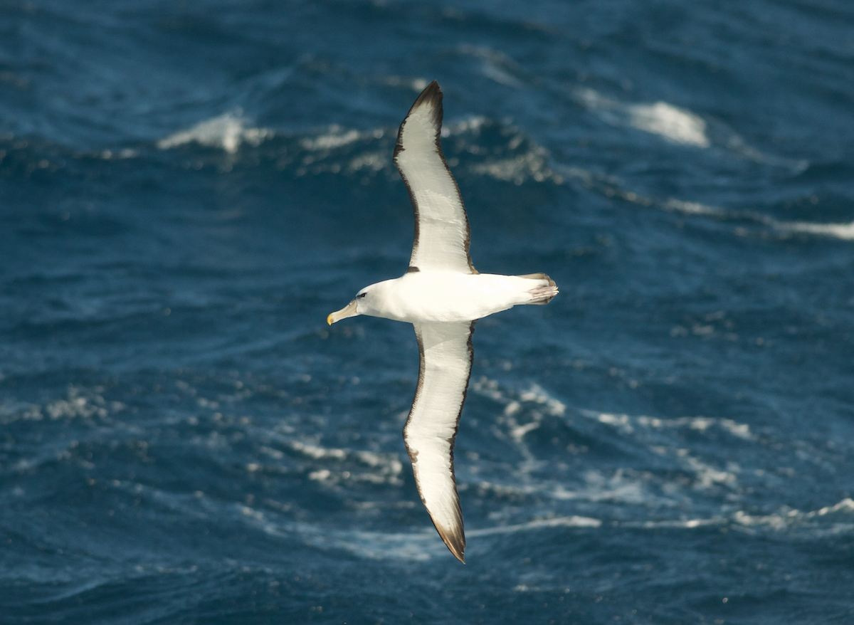 White-capped Albatross - Ken Wright