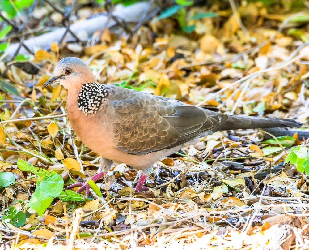 Spotted Dove - ML78921261