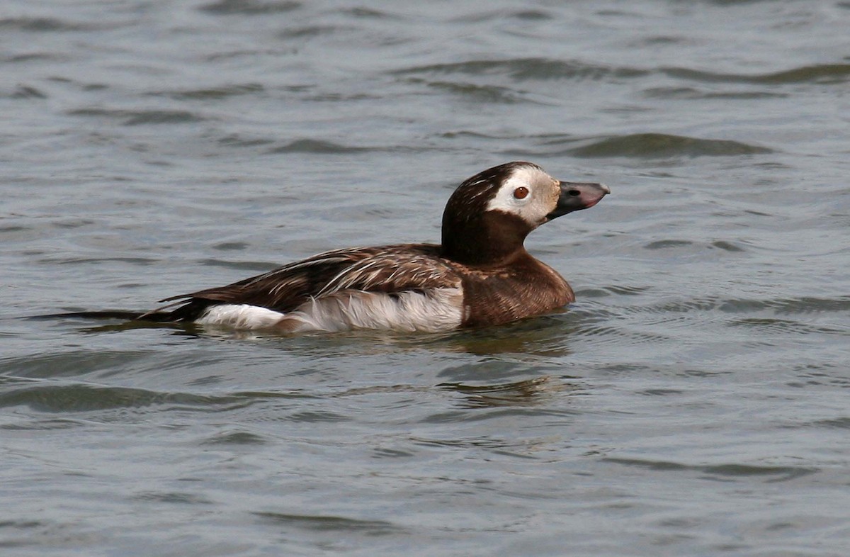 Long-tailed Duck - António Gonçalves