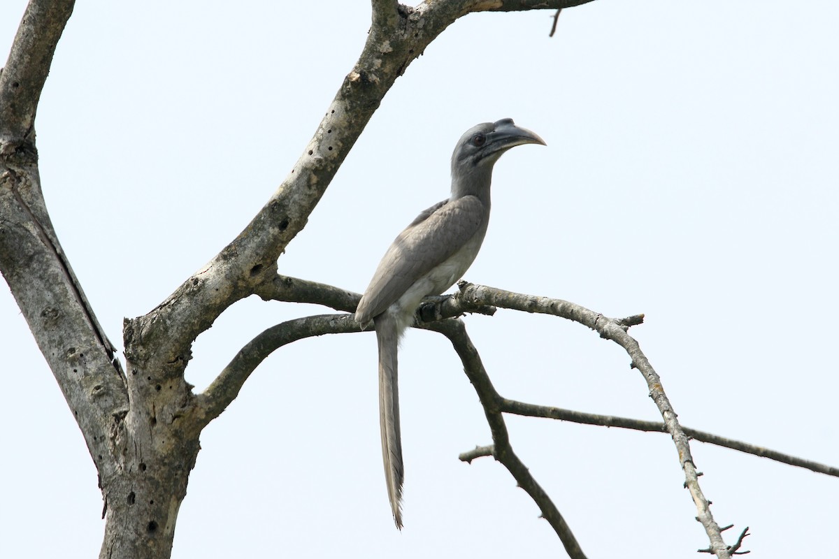Indian Gray Hornbill - Martjan Lammertink