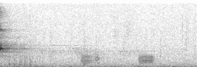 blåmaskehonningeter (cyanotis gr.) - ML78925