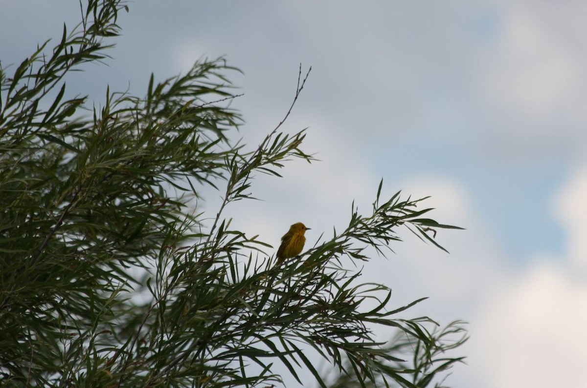 Yellow Warbler - 🦅 ꙅɒᴎoɔiʜƆ ʏɔɒɿT 🦃