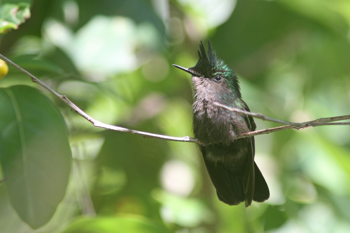 kolibřík chocholatý - ML78928251