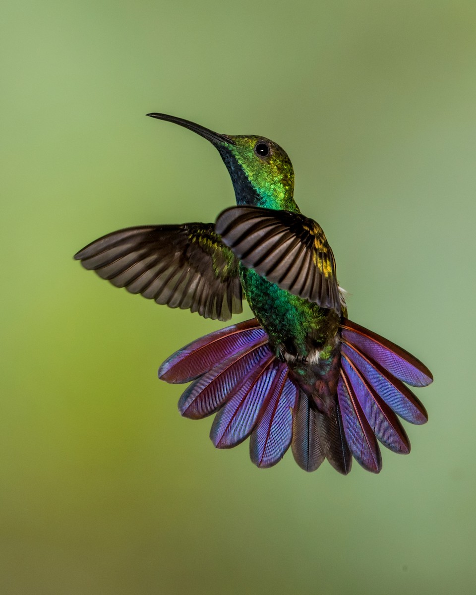 kolibřík lesklý - ML78929901