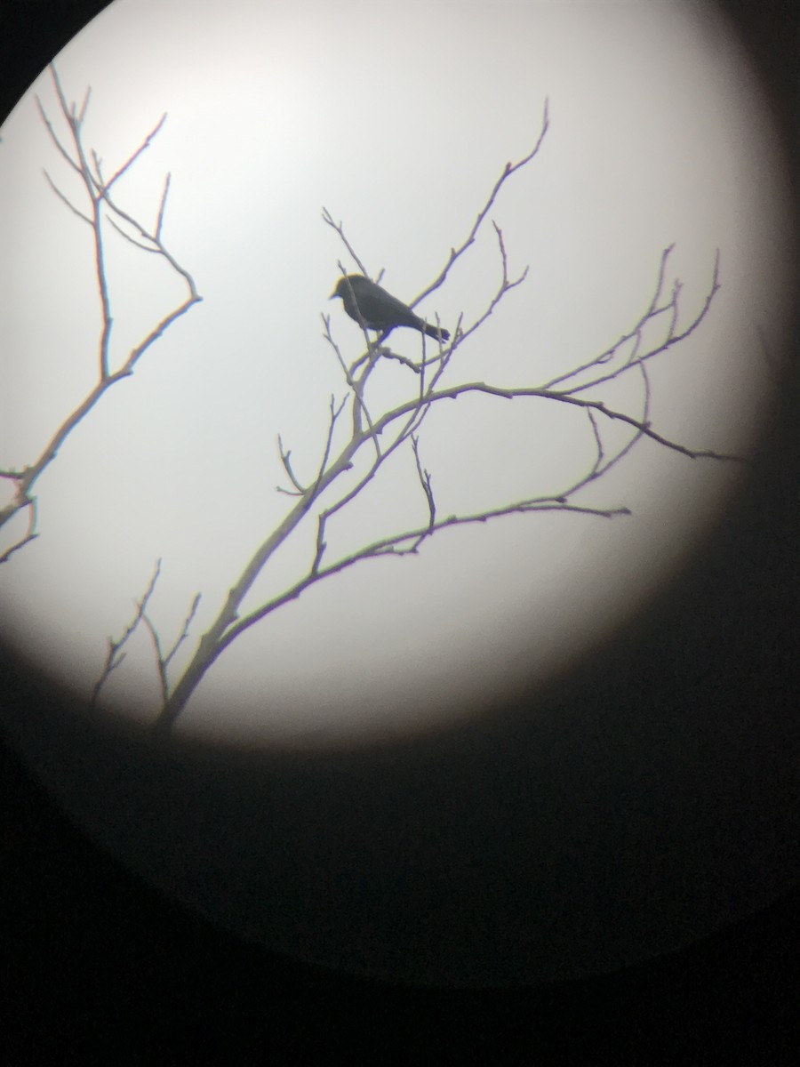 eBird Checklist - 22 Dec 2017 - stakeout Shiny Cowbird, Bethesda (2017 ...