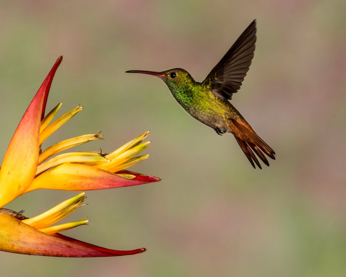 Rufous-tailed Hummingbird - Hank Davis