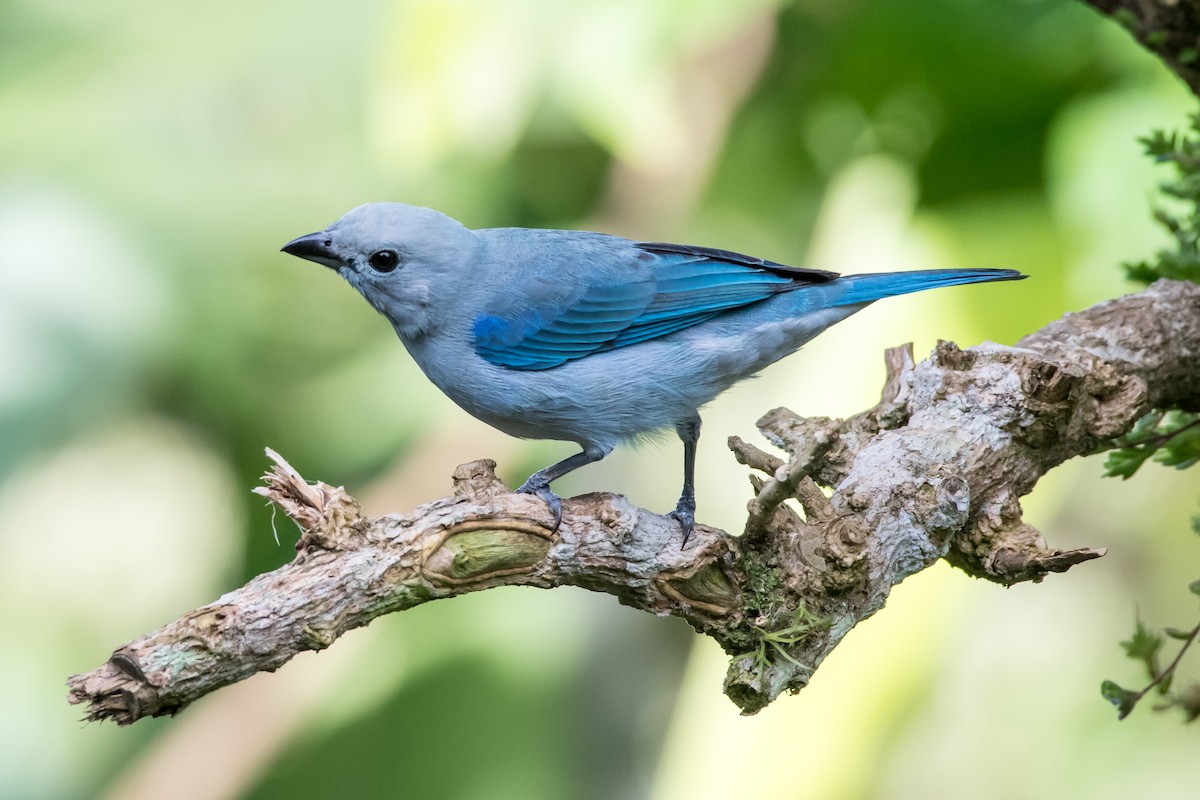 Blue-gray Tanager - ML78932981