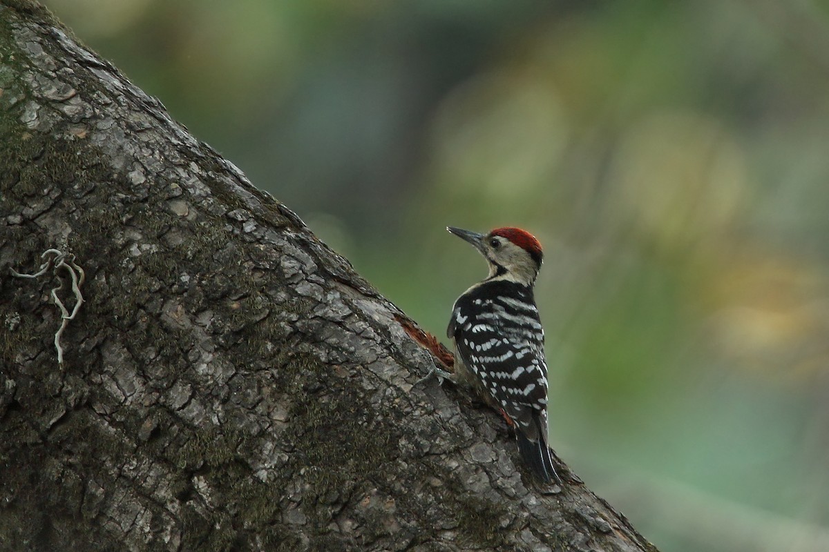 Fulvous-breasted Woodpecker - ML78933821
