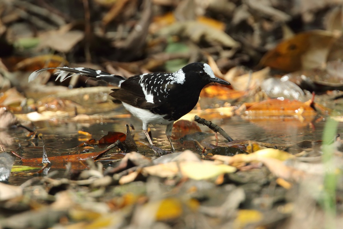 Spotted Forktail - ML78935071