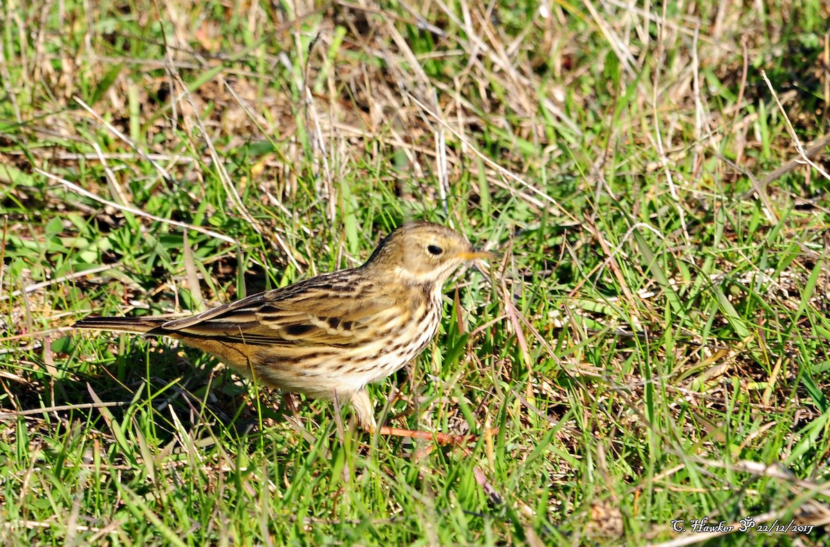 Meadow Pipit - ML78935161