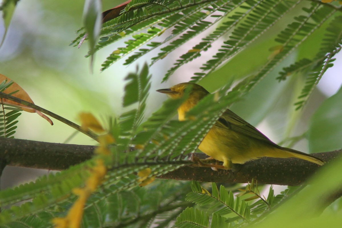 Yellow Warbler (Golden) - Larry Therrien