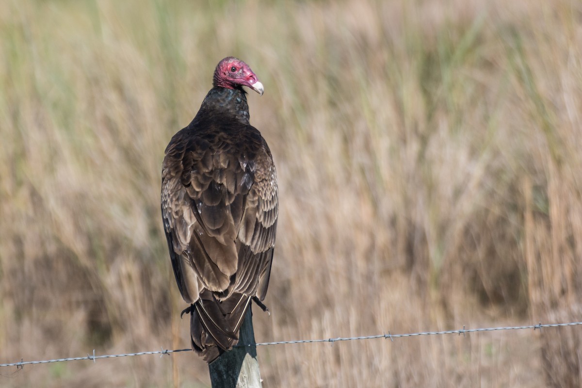 Turkey Vulture - Camille Merrell