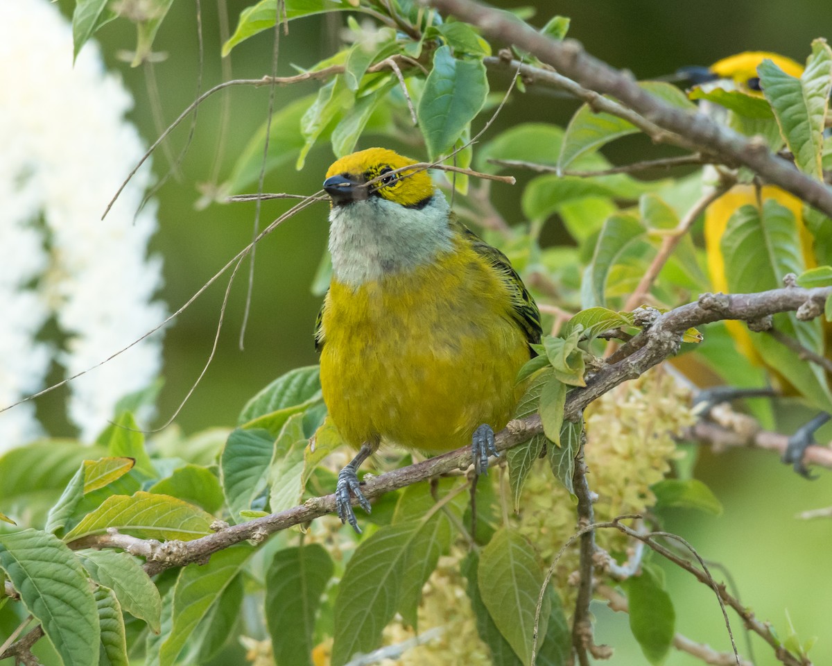 Silver-throated Tanager - ML78935891