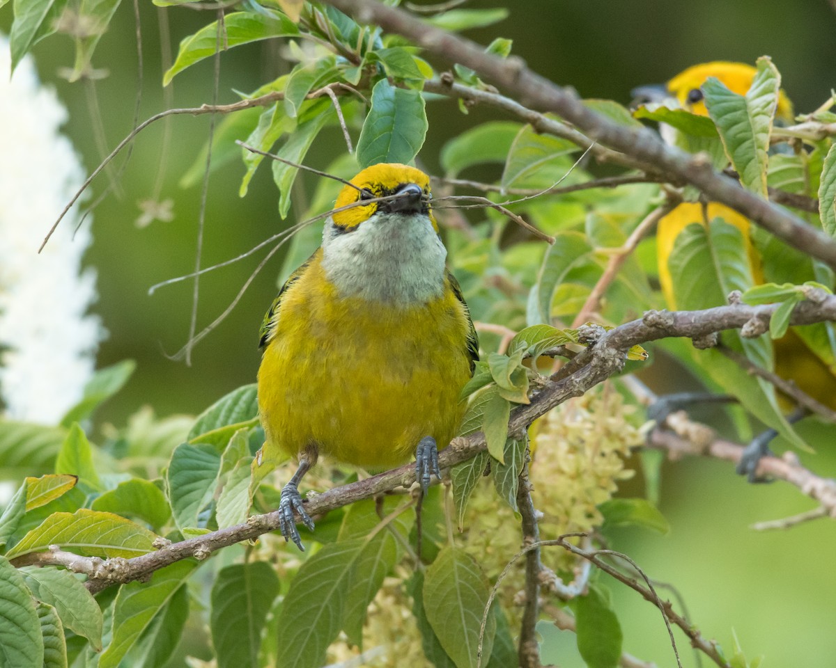 Silver-throated Tanager - ML78935901