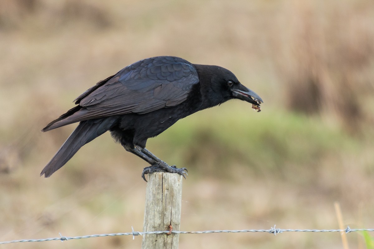American Crow - Camille Merrell