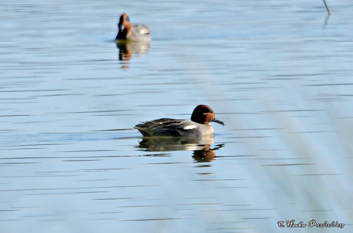Green-winged Teal - ML78936311