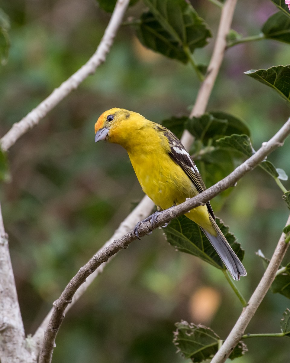 Flame-colored Tanager - ML78936431