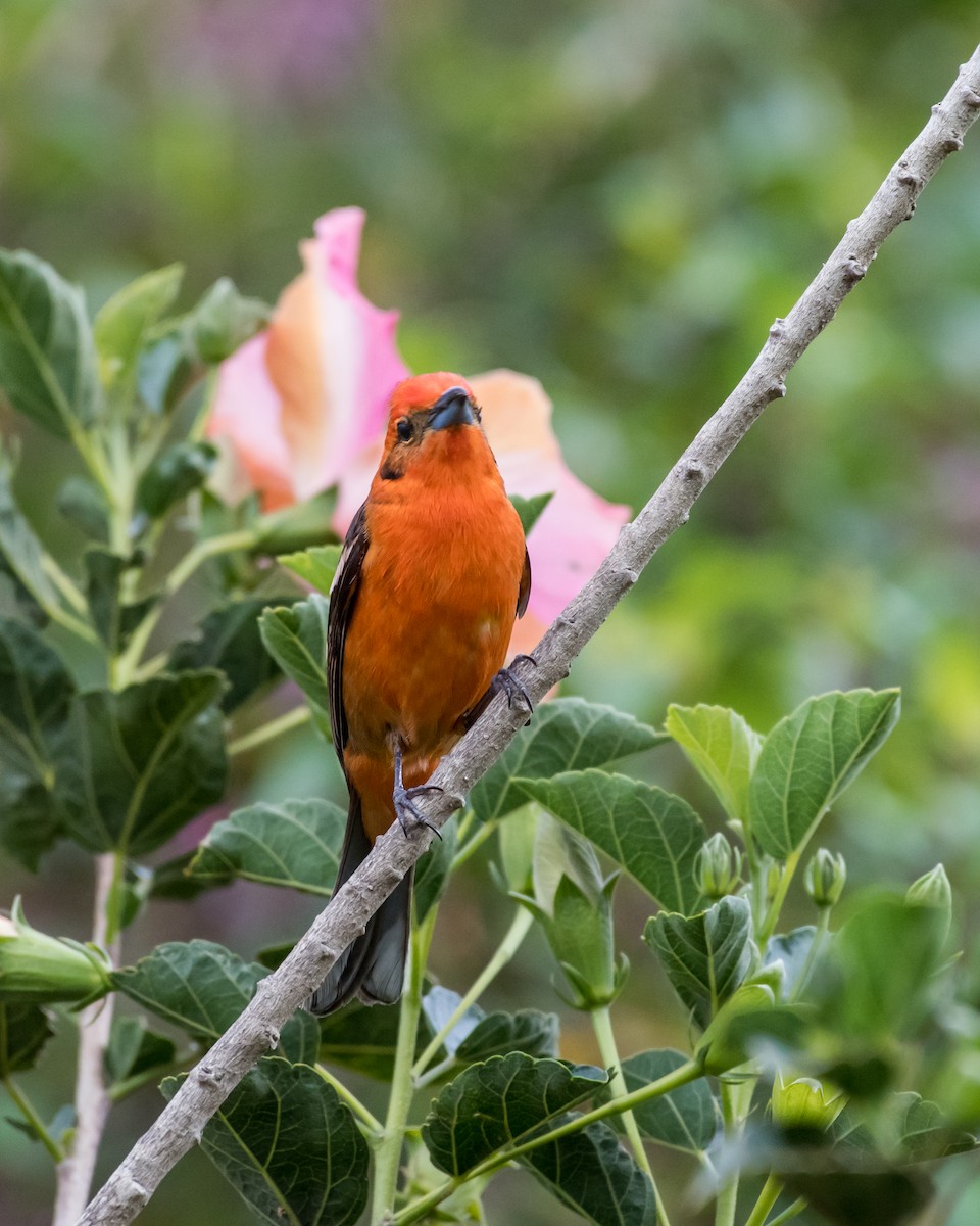 Flame-colored Tanager - ML78936441