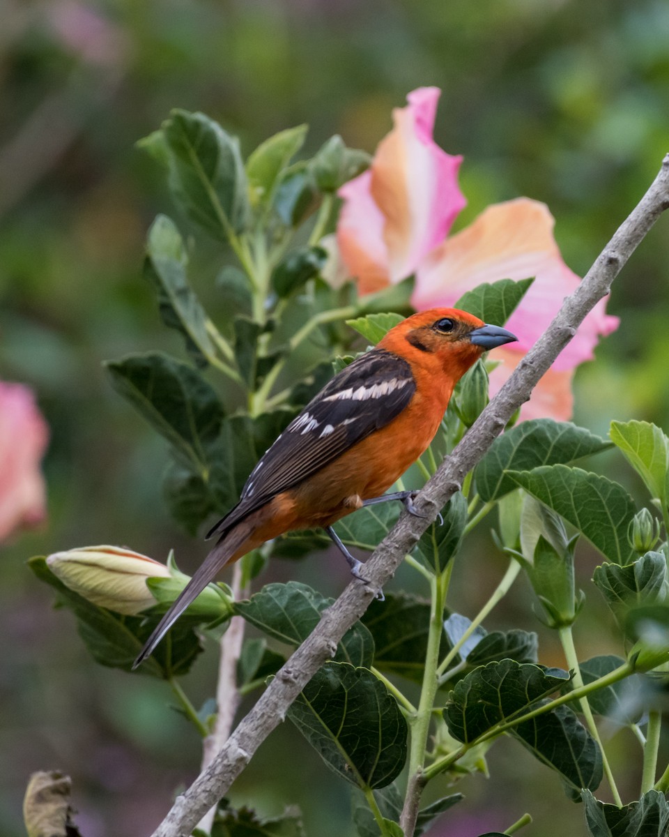 Flame-colored Tanager - ML78936451