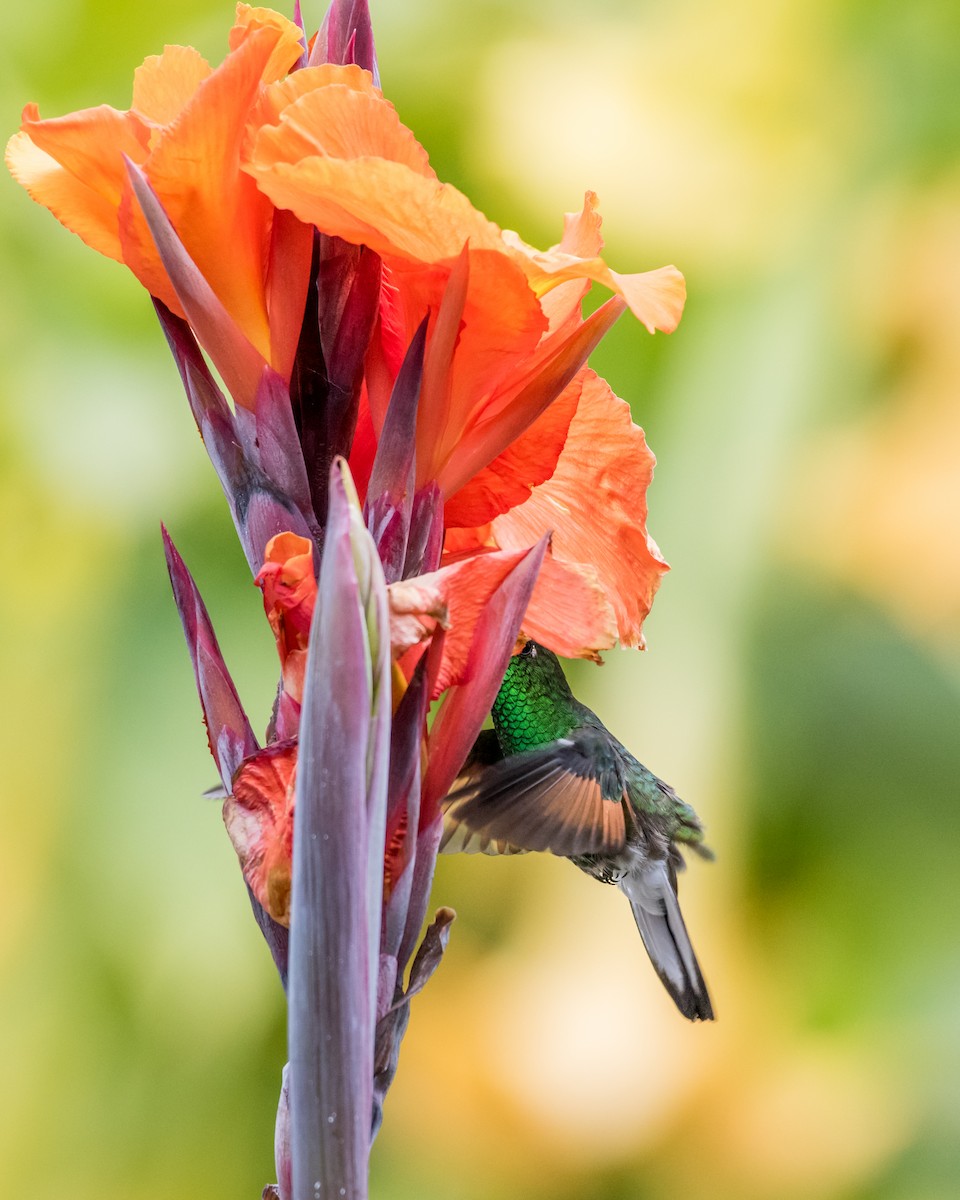 Stripe-tailed Hummingbird - Hank Davis