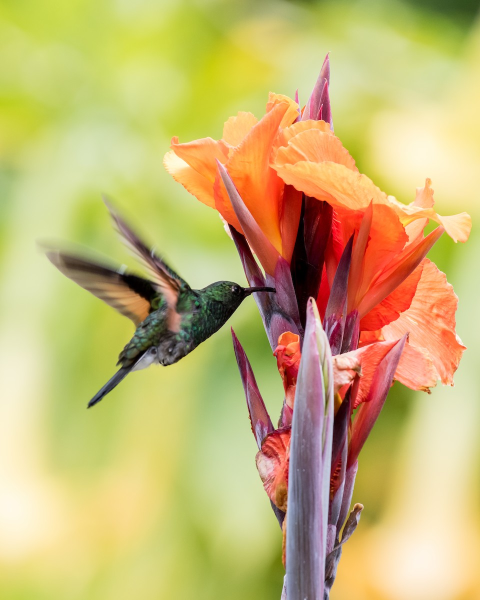 Stripe-tailed Hummingbird - ML78936821