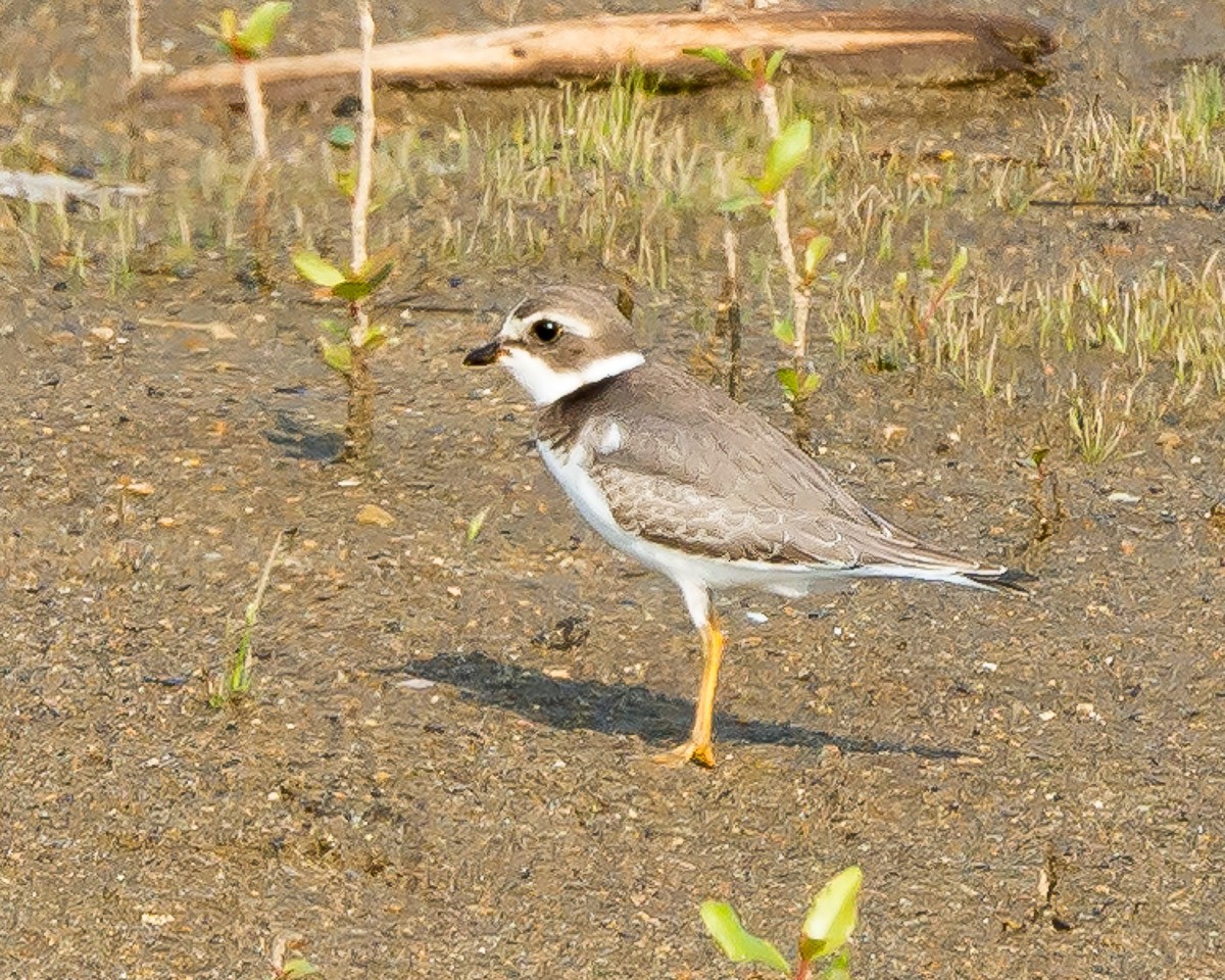 Semipalmated Plover - Mark Gibson