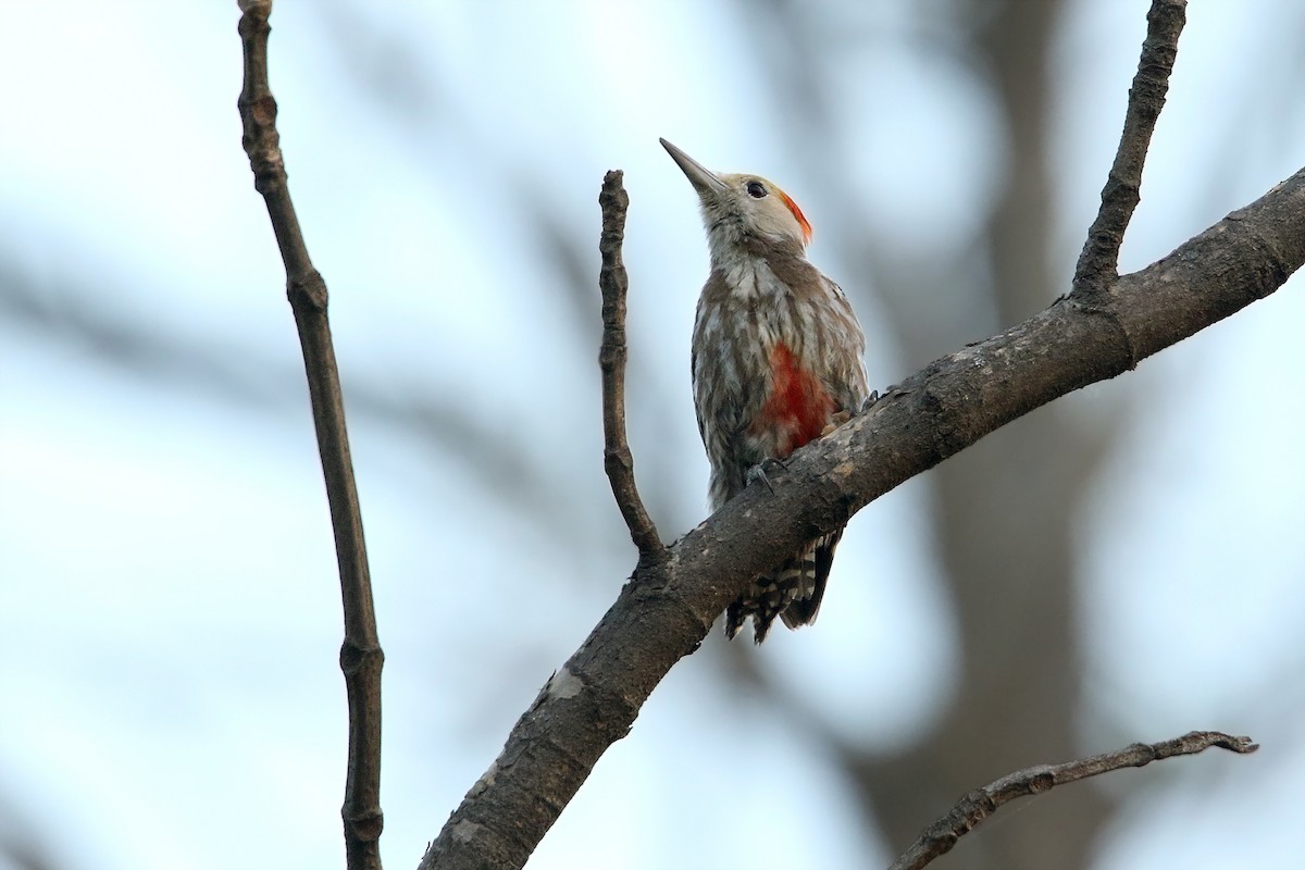 Yellow-crowned Woodpecker - Martjan Lammertink