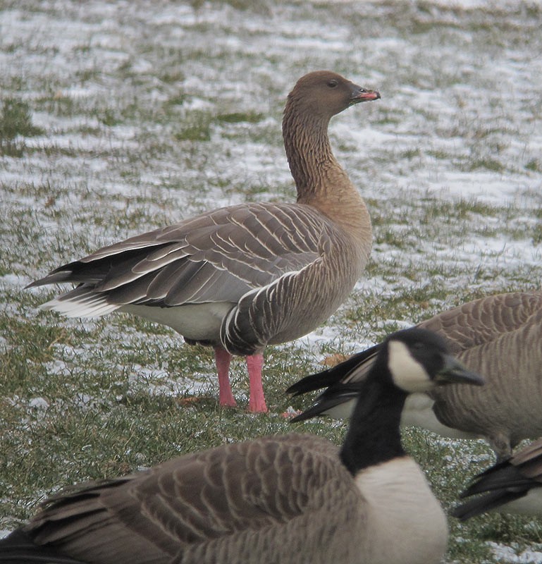 Pink-footed Goose - ML78939811
