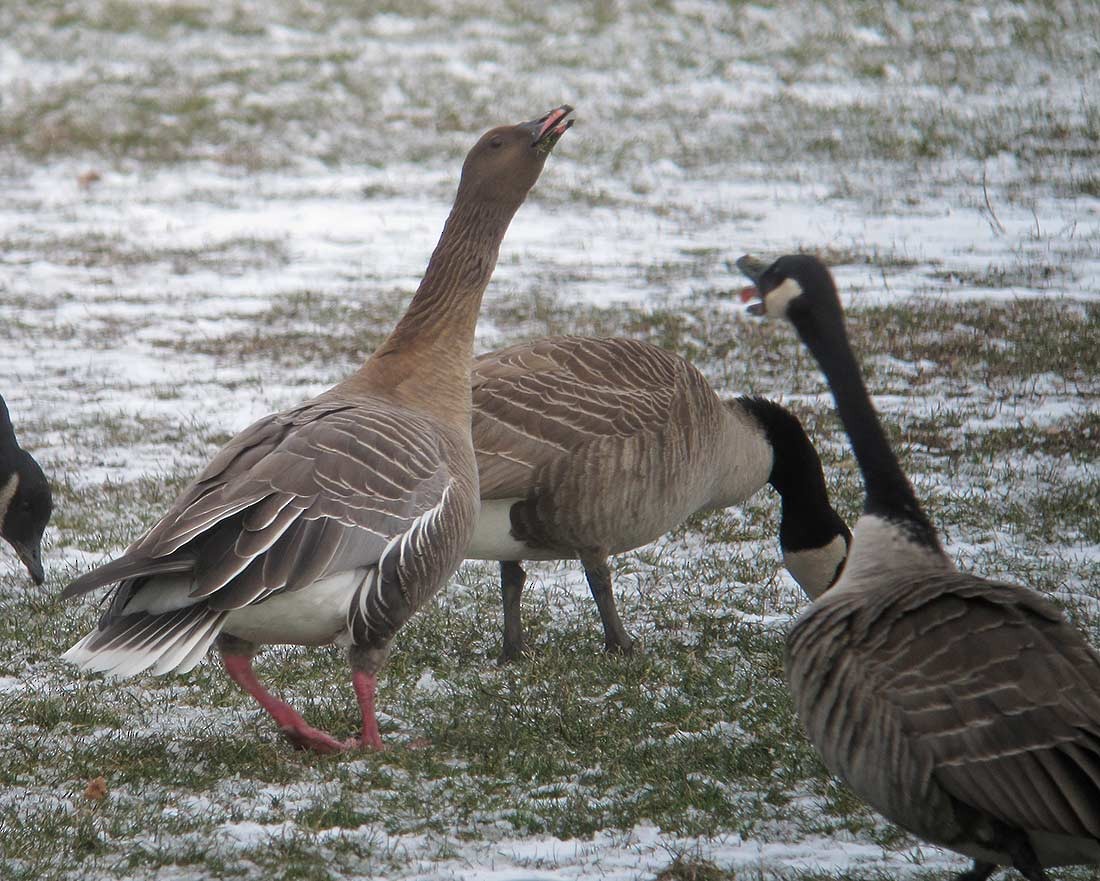 Pink-footed Goose - ML78939851