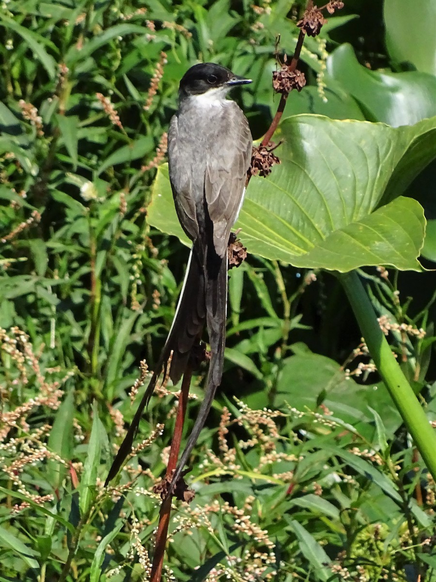 Fork-tailed Flycatcher - ADRIAN GRILLI