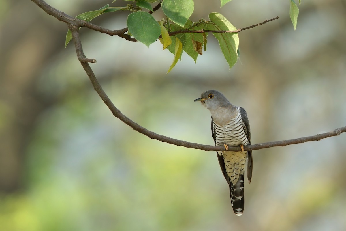 Indian Cuckoo - Martjan Lammertink